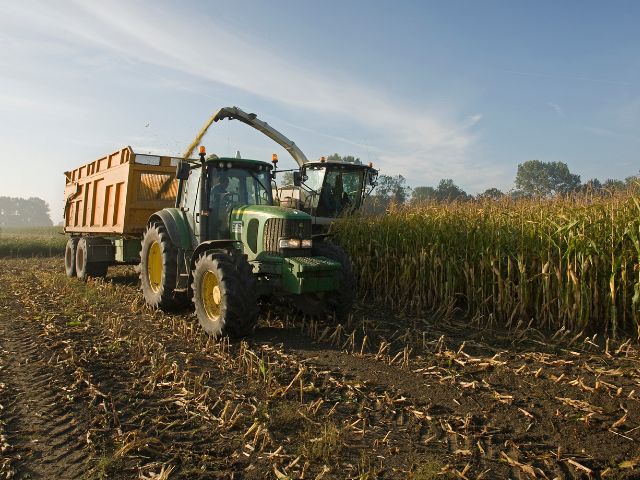 Macchinari agricoli raccolgono mais in un campo durante condizioni di caldo estremo