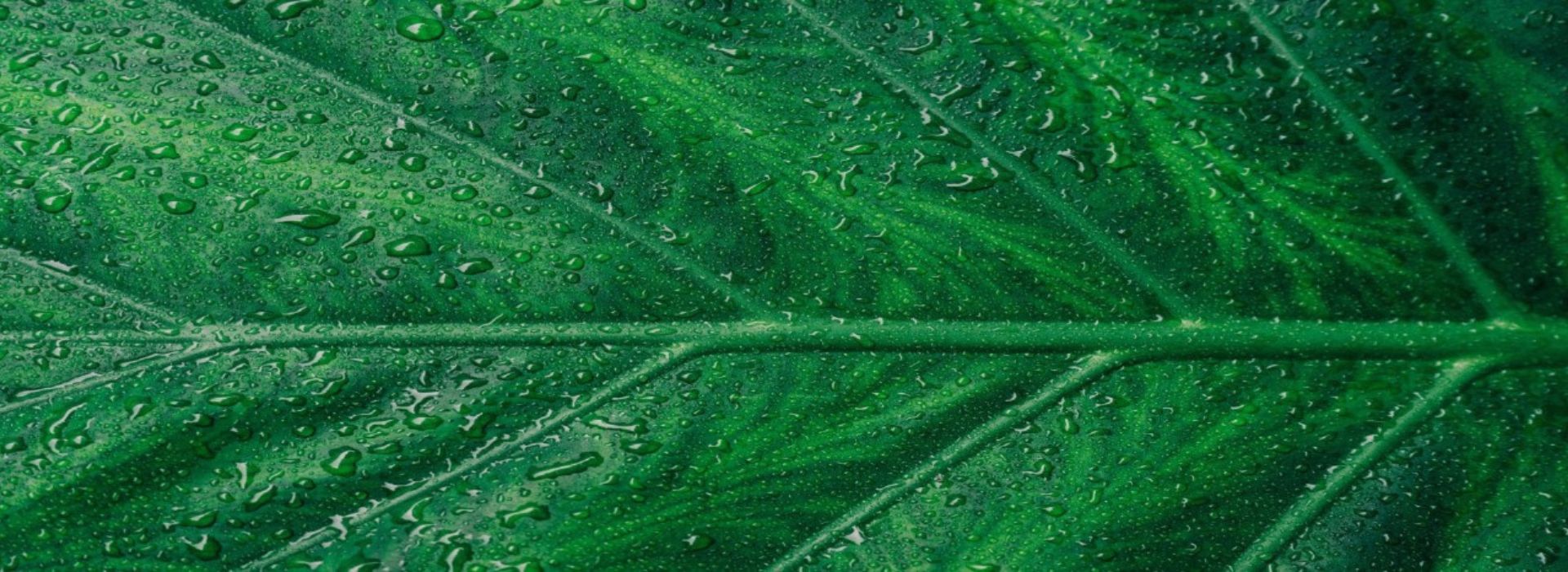 Primo piano di foglia verde con gocce di rugiada