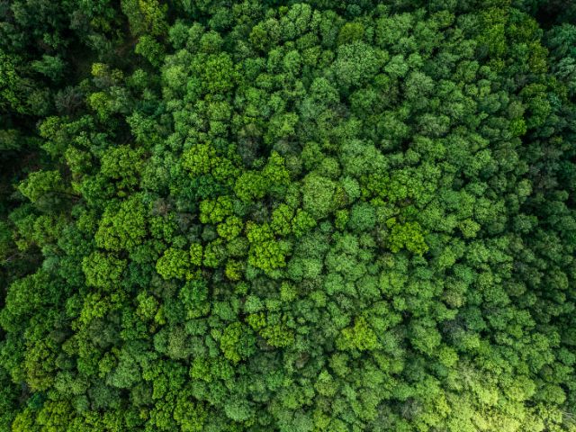 Bosco verde visto dall'alto