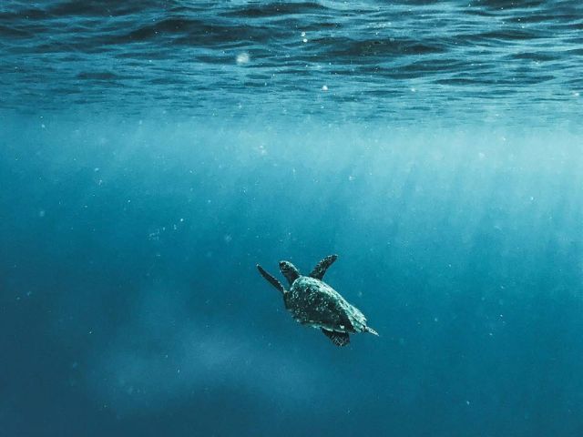 Tartaruga marina nuota nell'oceano