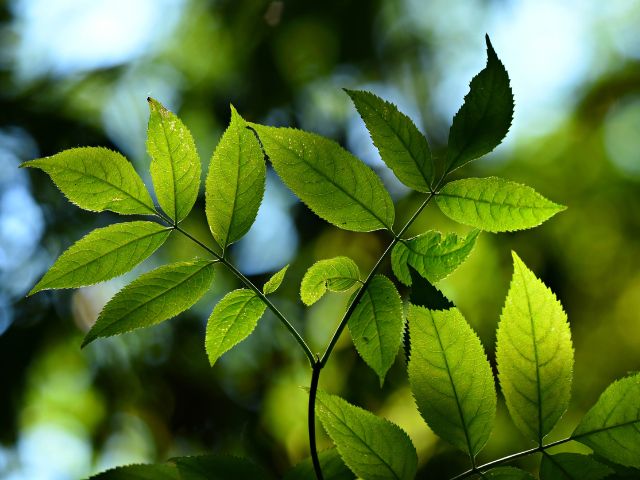 Ramo di frassino con foglie verdi