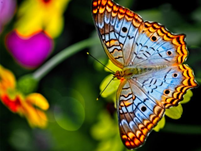 Una farfalla multicolore posata su un fiore