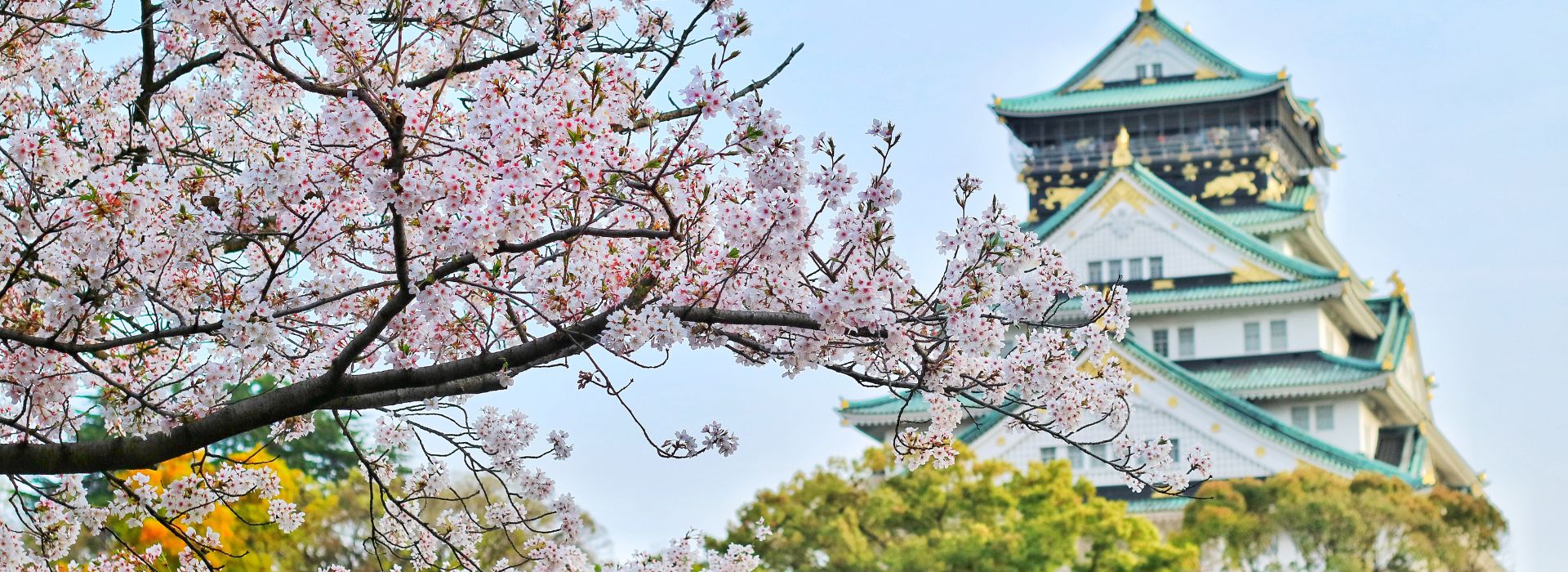 CIliegio in fiore con edificio giapponese sullo sfondo
