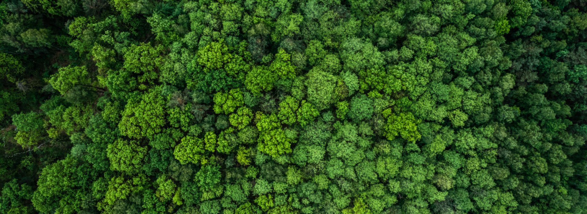 Bosco visto dall'alto