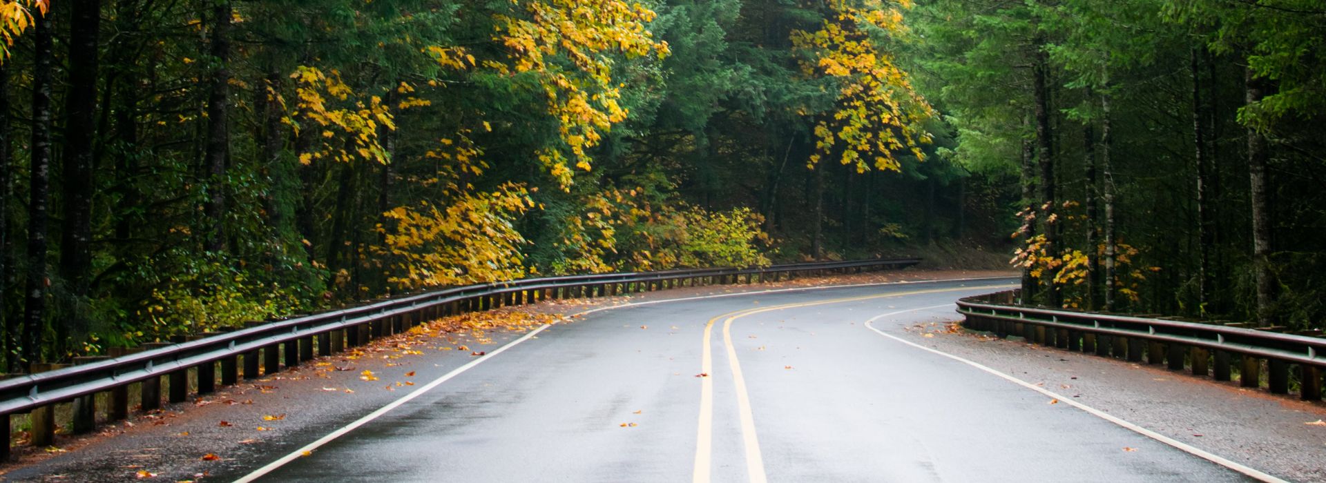 Strada costeggiata dalla vegetazione