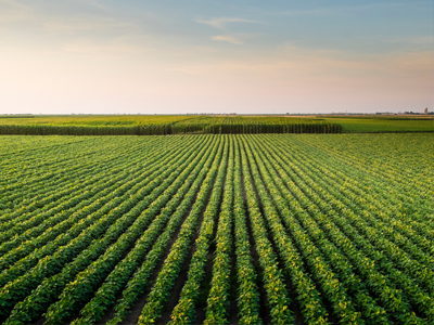 Campo verde coltivato