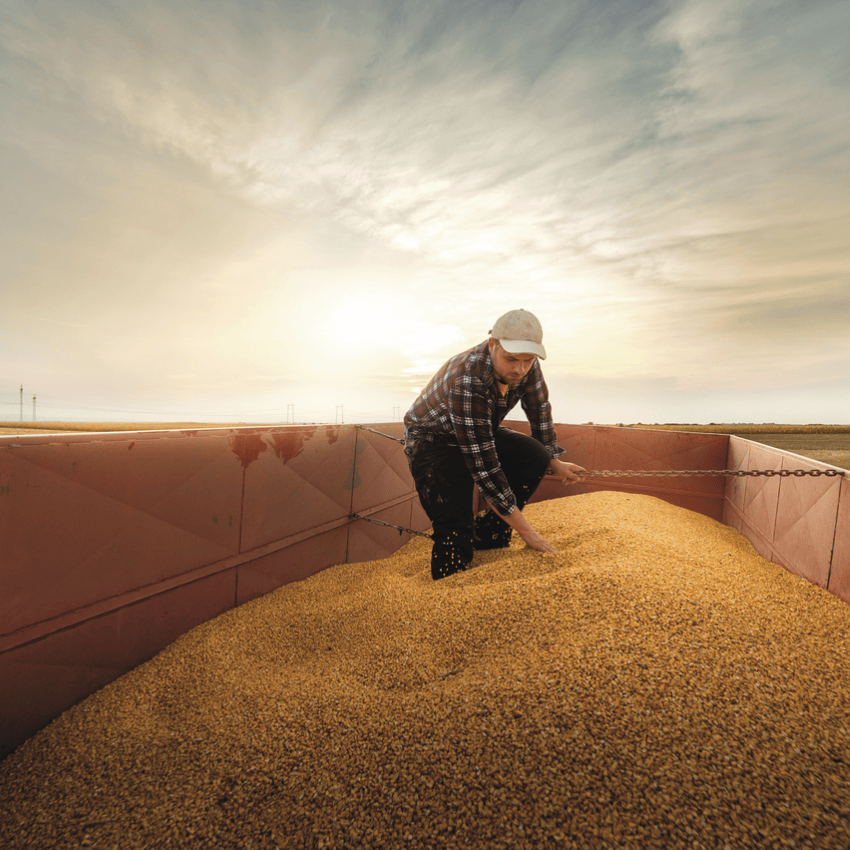 setor agroalimentar produção de cereais